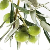 Olive Leaf Extract