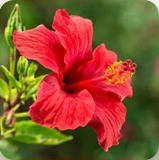 Hibiscus