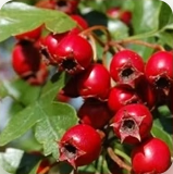 Hawthorn Berry