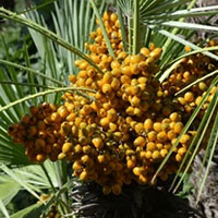 Saw palmetto berries